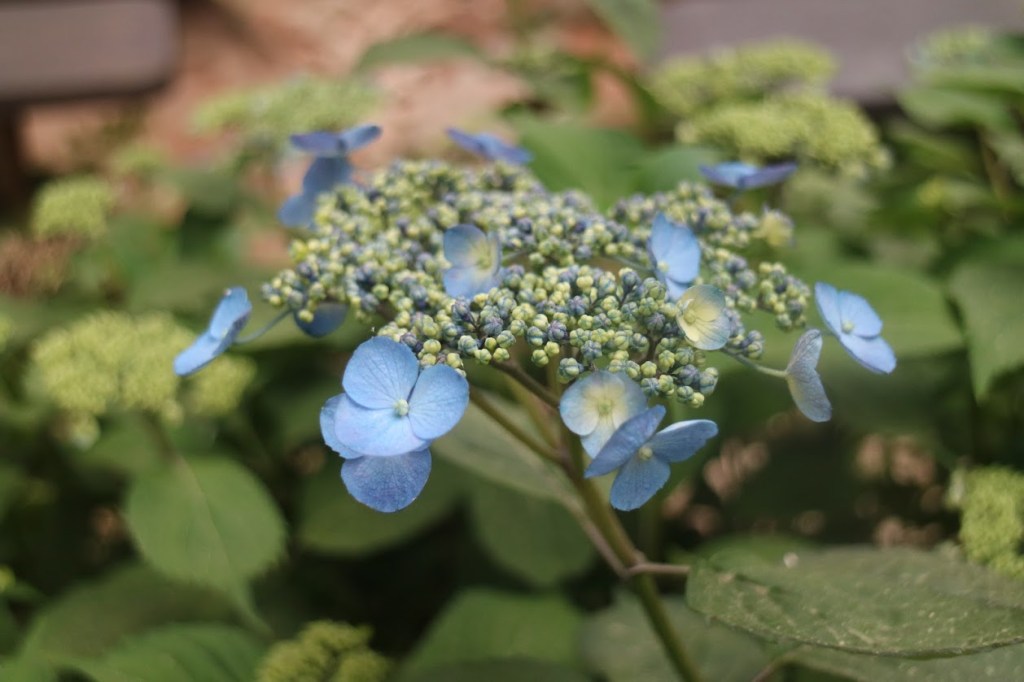 20180609160825_IMG_2476