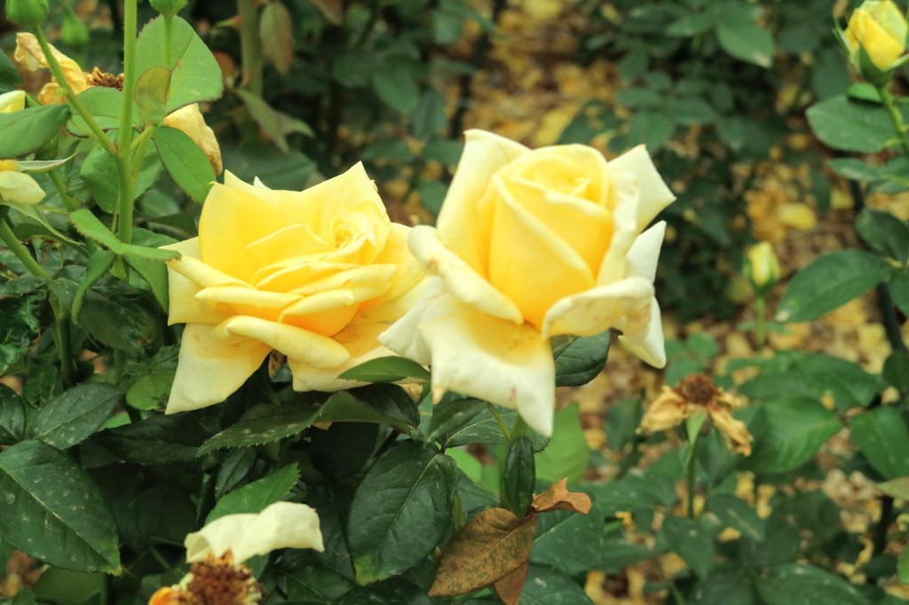 20180610110559_IMG_2763