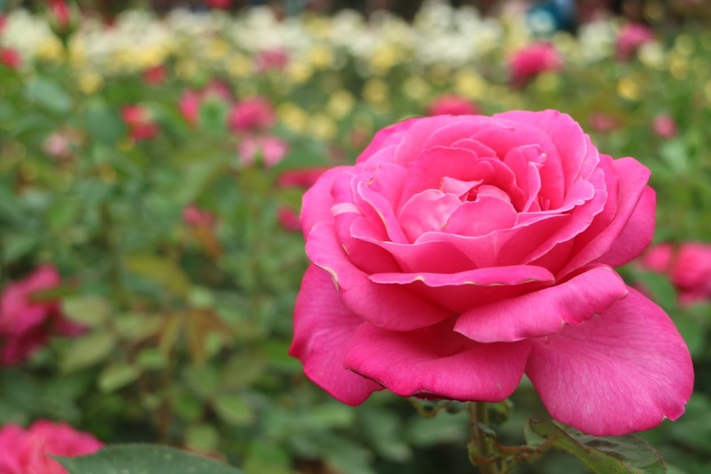 20180610110522_IMG_2760