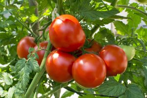 homegrown-tomatoes-royalty-free-image-589985234-1532028584