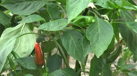 green-chili-pepper-plant-flowers-footage-030588195_iconl