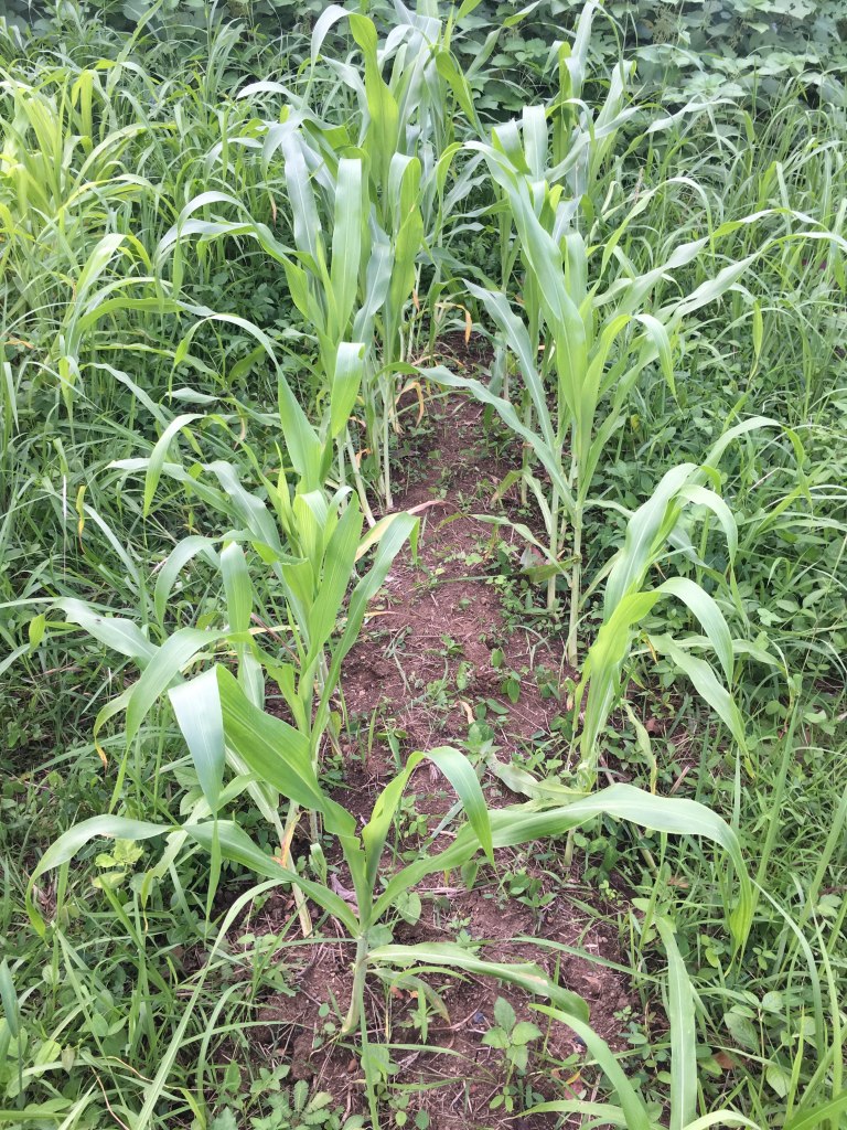 This image has an empty alt attribute; its file name is img_5438.jpg