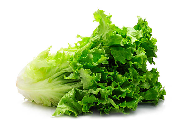 green fresh lettuce. studio shot.Click below to see other images of vegetables: