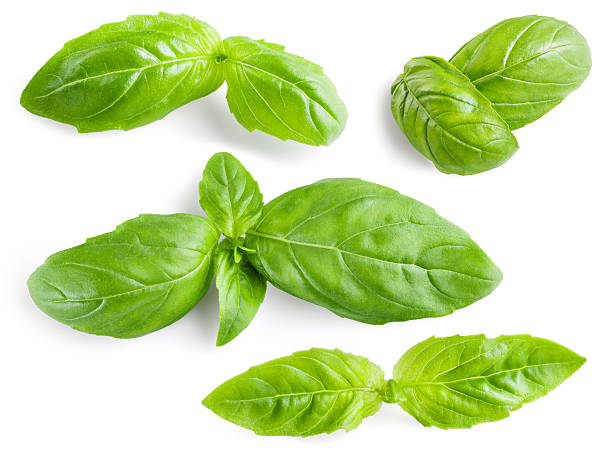 Basil leaves isolated. Collection