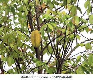 carambola-start-fruit-known-balimbing-260nw-1589546440