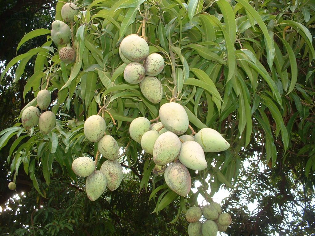 indian-mangoes-on-mango-tree-wallpaper-1280x960